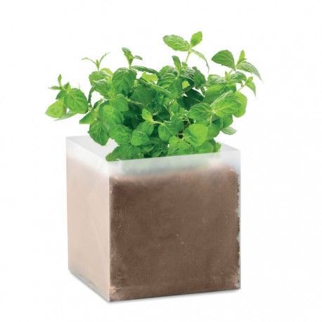 Maceta Semillas Menta