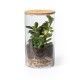 Terrarium Anymak