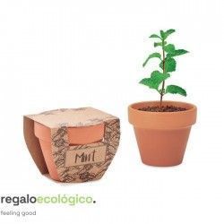 Maceta Mint Pot