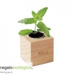 Maceta Menta